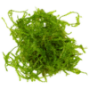 Java Moss