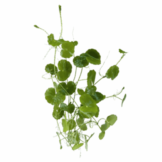 Brazilian Pennywort