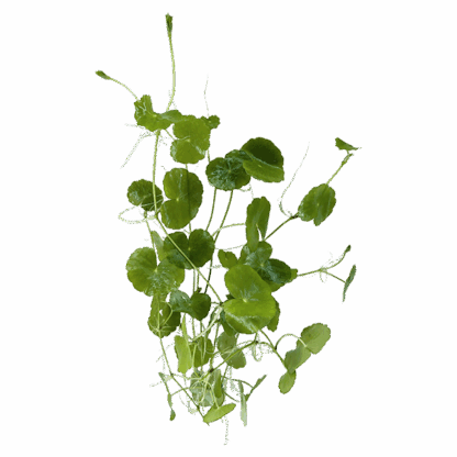 Brazilian Pennywort