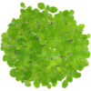 Water Lettuce