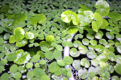 Amazon Frogbit - Image 3