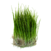 Dwarf Hairgrass
