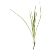 Dwarf Hairgrass - Image 2