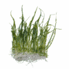 Eleocharis pusilla