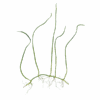 Eleocharis pusilla - Image 2