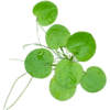 Amazon Frogbit - Image 2