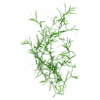 Guppy Grass