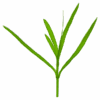 Guppy Grass - Image 2