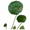 Hydrocotyle verticillata - Image 2