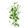 Hydrocotyle tripartita