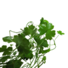 Hydrocotyle tripartita - Image 2