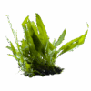 Java Fern 'Broad Leaf' - Image 2