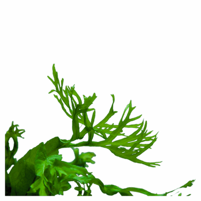 Java Fern 'Windelov' - Image 2