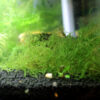 Java Moss - Image 2