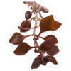 Ludwigia palustris 'super red' - Image 2