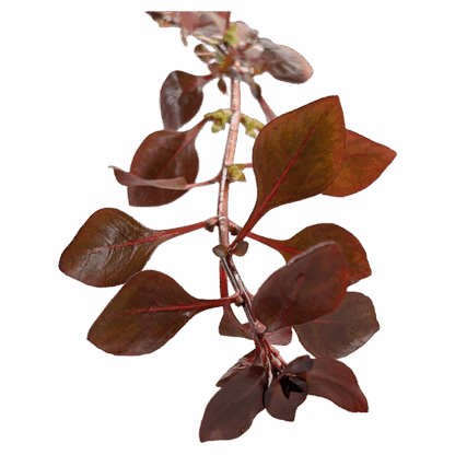 Ludwigia palustris 'super red' - Image 2