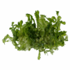 Monosolenium tenerum