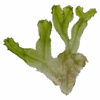 Monosolenium tenerum - Image 2