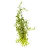 Pearlweed