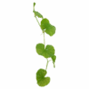 Brazilian Pennywort - Image 2