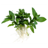 Staurogyne repens