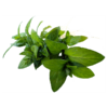 Staurogyne repens - Image 2