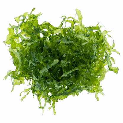 Susswassertang