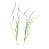 Vallisneria spiralis
