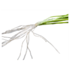 Vallisneria spiralis - Image 2