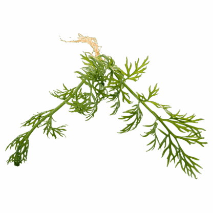Water Sprite - Image 2